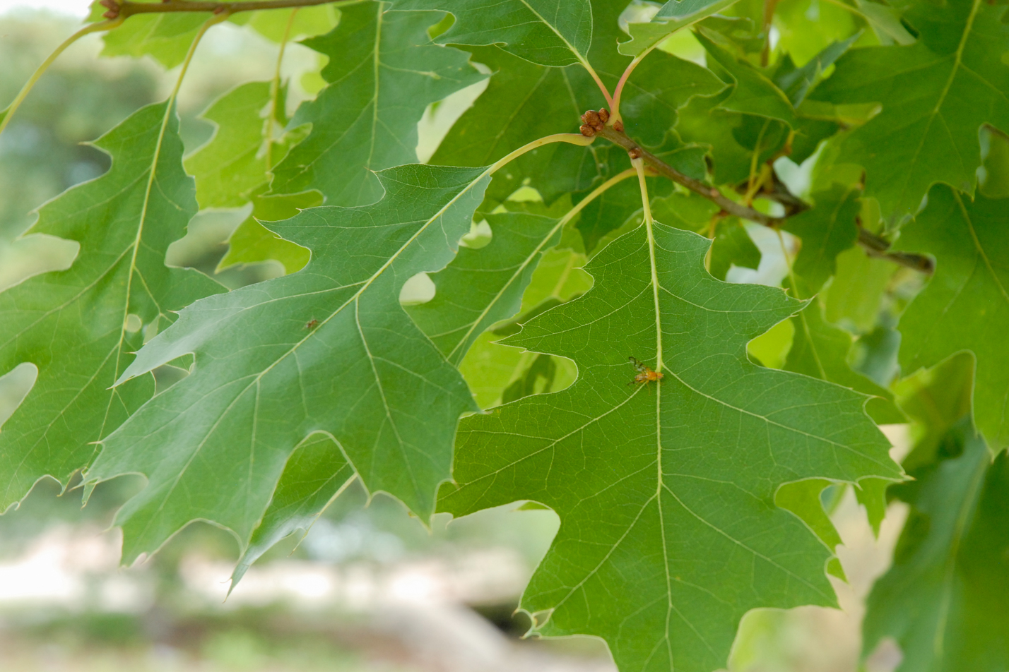Northern Red Oak